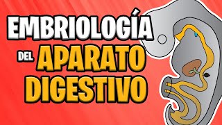 ✅ EMBRIOLOGÍA del APARATO DIGESTIVO 🍔💩 [upl. by Vyse]