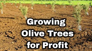 Olive Tree Farming for Profit [upl. by Elvis]