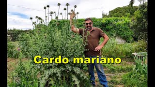 Cardo mariano Silybum marianum [upl. by Saidel]