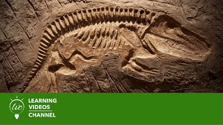 Fossils amp Dinosaurs  Real World Science on the Learning Videos Channel [upl. by Rehptsirhc]