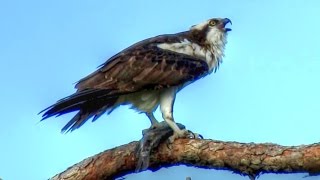 Osprey Calling  Loud and Long [upl. by Quinton]