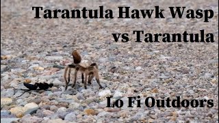 Tarantula Hawk Wasp  Pepsis  vs Tarantula [upl. by Nirok]