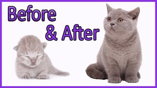 ✔️ Learn How Baby Kittens Grow 010 Weeks British Shorthair Lilac Kitten Compilation [upl. by Lulu465]