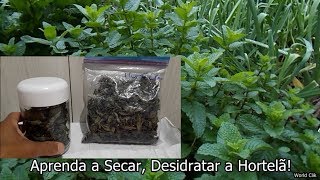 Aprenda a Secar Desidratar Ervas Aromáticas e Medicinais Hortelã [upl. by Mullac]