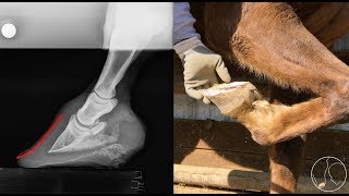 Hoof Care with Jerry Schmidt Trimming to Address Imbalance [upl. by Ellah751]