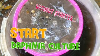 How to culture daphnia moina the easy way 1  Starting the Daphnia culture [upl. by Ponton]