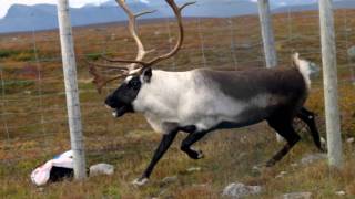 Samiska nationalsången  the Sámi Nationalanthem [upl. by Stu61]