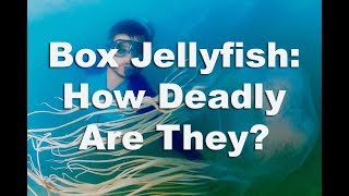 Box Jellyfish The Truth About These Deadly Jellyfish [upl. by Meerek]