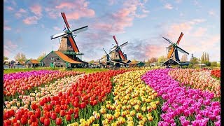 The Worlds Biggest Flower Garden in Amsterdam  Keukenhof Gardens [upl. by Beata]