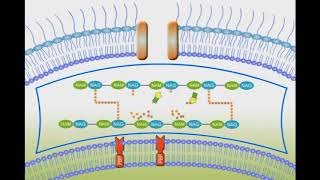 Penicillin Mechanism of Action animation video [upl. by Nancy430]