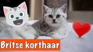 BRITSE KORTHAAR KITTENS😍  DierenpraatTV [upl. by Prisilla]