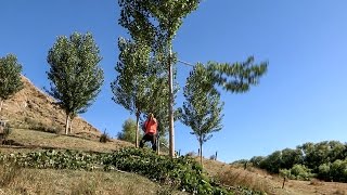 HighPruning Poplars [upl. by Tlaw656]