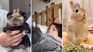 Os Coelhos mais FOFOS e ENGRAÇADOS do TikTok  Animais Fofos [upl. by Aria565]