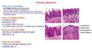 Histología Lengua  Sistema digestivo [upl. by Ivy599]