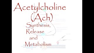 Acetylcholine Ach bio synthesis release and metabolism [upl. by Schafer]