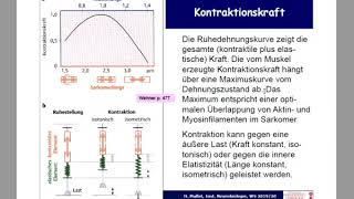 Motorische Endplatte Muskelspindel a Motoneuron [upl. by Thrasher]