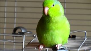 Valentino the Singing Parrotlet [upl. by Patricia]