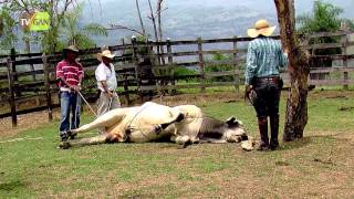 Técnicas de Derribamiento de Animales Parte 2  TvAgro por Juan Gonzalo Angel [upl. by Deevan]