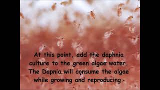 Daphnia  How to grow daphnia in your home [upl. by Noseaj]