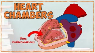 DETAILED Anatomy of the Heart Chambers [upl. by Maurita]