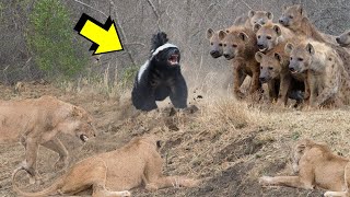 Honey Badger VS Pride Of Lions And Clan Of Hyenas [upl. by Seiden]