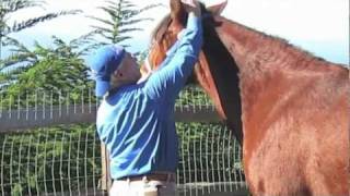 Equine Massage Basic Techniques [upl. by Nylanaj]