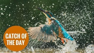 Stunning images show kingfisher diving into river to catch meal [upl. by Analat]