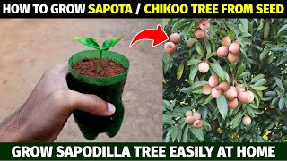 How To Grow Sapota  Sapodilla  Chiku  Chikoo Tree From Seed [upl. by Oribelle]