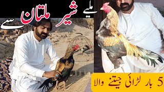 Meet SHER E MULTAN  5 times ASEEL Murga Fight Winner  ASEEL Murga training tips  fight death [upl. by Acira]