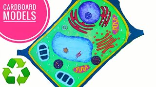 Easy Plant Cell Model Project  Step by Step [upl. by Salim]