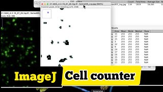 How to count objects in image using ImagJ counting cells in imageJ imageJ cell counter [upl. by Farlie]