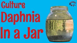 How to Culture Daphnia in a Jar [upl. by Peters]