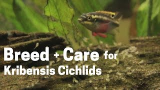 HOW TO BREED  CARE FOR KRIBENSIS CICHLIDS Easy and Simple [upl. by Rebmak]