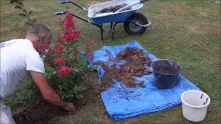 4  Plantation dun lagerstroemia [upl. by Akehsat]