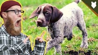 What To Do With A NEW GERMAN SHORTHAIRED POINTER PUPPY [upl. by Demahom33]