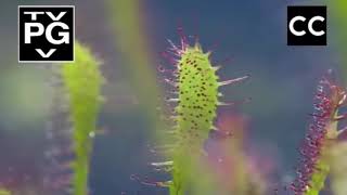 life  Sundew living flypaper  BBC one [upl. by Skier621]