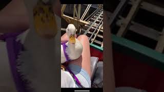 Munchkin the Duck goes to an Amusement Park [upl. by Anailuj]