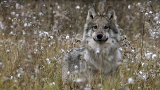 How Wolves Outsmart Buffalo During Hunting  BBC Earth [upl. by Reltuc]