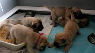 Bullmastiff puppies 4 weeks [upl. by Merete]