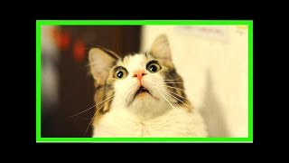 6 Astuces Efficaces Pour Éloigner les Chats Facilement [upl. by Freedman]