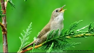 House Wren Song [upl. by Kowtko149]