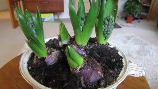 How to Force Hyacinth bulbs [upl. by Auot489]