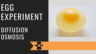 Egg experiment demonstrates osmosis and diffusion [upl. by Yendyc611]