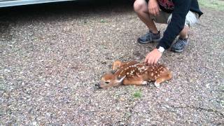 Baby Fawns Defense mechanism [upl. by Mcquade276]