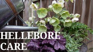 Hellebore Care  First Spring Containers [upl. by Katherin]