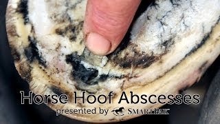 Horse Hoof Abscesses [upl. by Oal259]