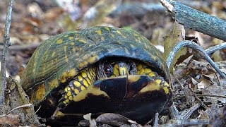 Eastern Box Turtle Opens Its Shell [upl. by Aleehs]