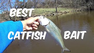 Loading Up On The BEST Catfish Bait  How To Catch Skipjack Herring [upl. by Bradford150]