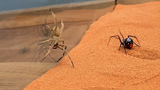 Brazilian Wandering Spider vs Black Widow [upl. by Swain]