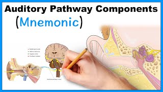 Auditory Pathway Components Mnemonic [upl. by Yeldoow]